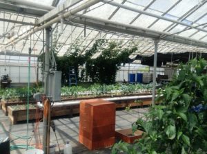 i-am-aquaponics-photos-from-ouroboros-farms-10
