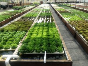 i-am-aquaponics-photos-from-ouroboros-farms-15