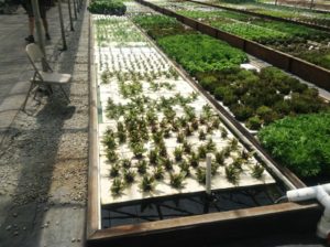 i-am-aquaponics-photos-from-ouroboros-farms-17