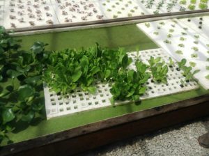 i-am-aquaponics-photos-from-ouroboros-farms-18