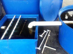i-am-aquaponics-photos-from-ouroboros-farms-2