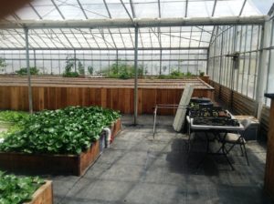 i-am-aquaponics-photos-from-ouroboros-farms-20