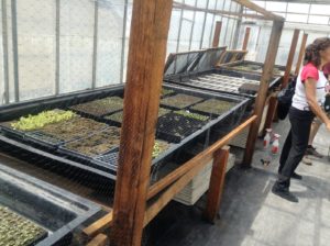 i-am-aquaponics-photos-from-ouroboros-farms-22