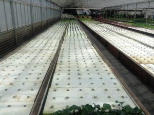 i-am-aquaponics-photos-from-ouroboros-farms-24