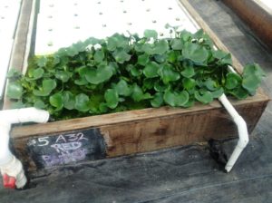 i-am-aquaponics-photos-from-ouroboros-farms-25