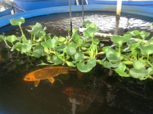 i-am-aquaponics-photos-from-ouroboros-farms-27