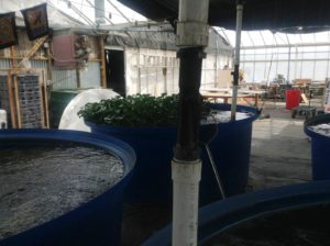 i-am-aquaponics-photos-from-ouroboros-farms-32