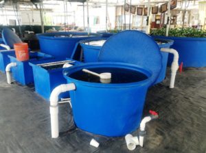 i-am-aquaponics-photos-from-ouroboros-farms-4