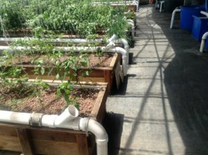 i-am-aquaponics-photos-from-ouroboros-farms-5