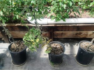 i-am-aquaponics-photos-from-ouroboros-farms-6