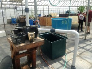 i-am-aquaponics-photos-from-ouroboros-farms-9