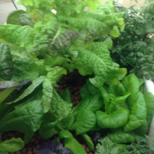 Asti Benoit's GGG Green Garage Garden